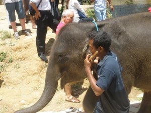 Elephant show 05