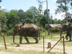 Elephant show 06