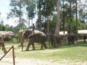 Elephant show 07