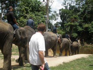 Elephant show 08