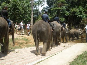 Elephant show 09
