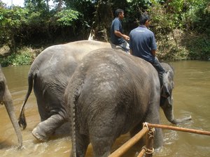 Big elephants swimming 01