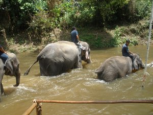 Big elephants swimming 02