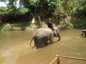 Big elephants swimming 03