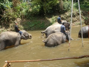 Big elephants swimming 04