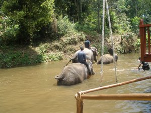 Big elephants swimming 05