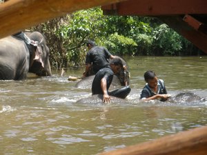 Big elephants swimming 06