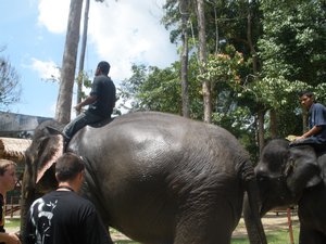 Big elephants 02