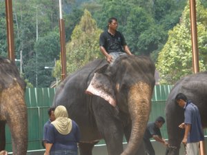 Big elephants 04