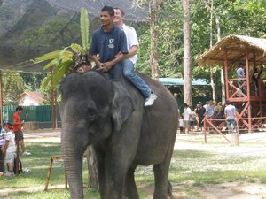 Peter riding an elephant 03