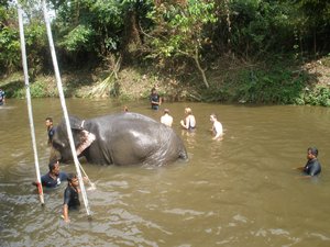 Swimming with the elephants