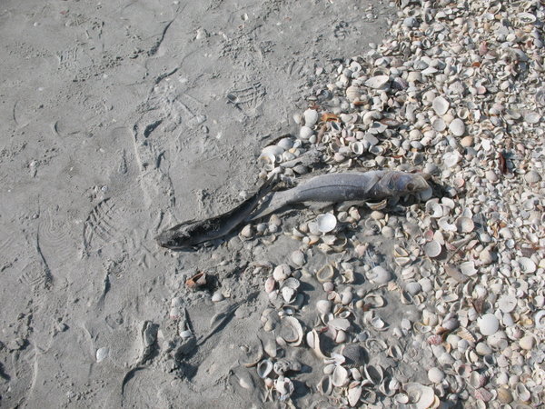 dead fish killed due to fall in sea temperature to 47 degrees