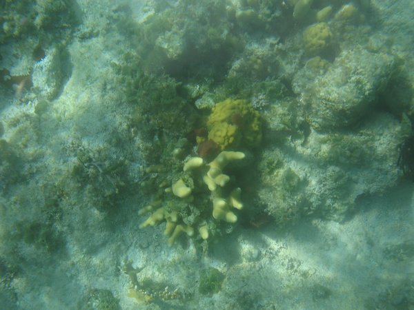 4. Coral at Long Cay.