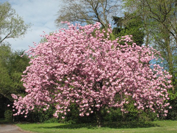 Cherry blossom in Surrey