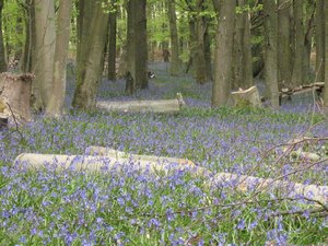Blue bells in a Sussex beech wood