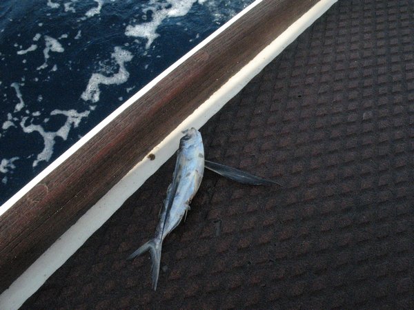 10 One of many flying fish that landed on the deck.