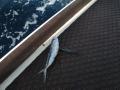 10 One of many flying fish that landed on the deck.