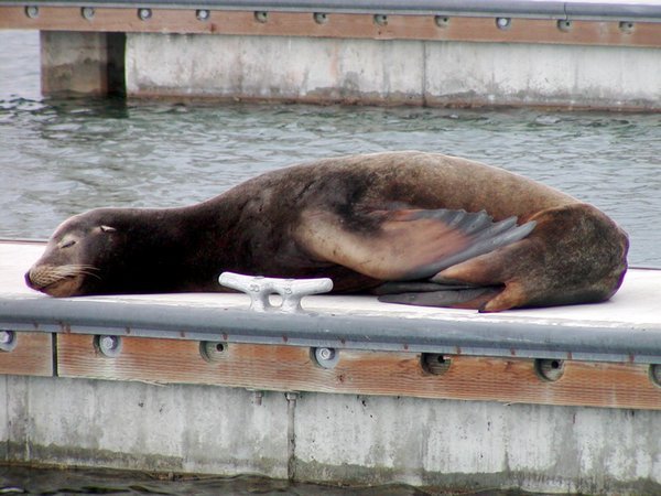 Seal napping on the dock
