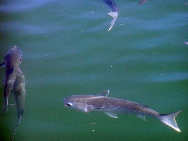 Fish in the Marina