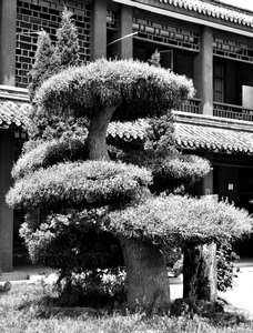Kaifeng old tree