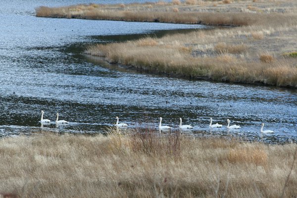 Trumpeter Swans on Archie Lake