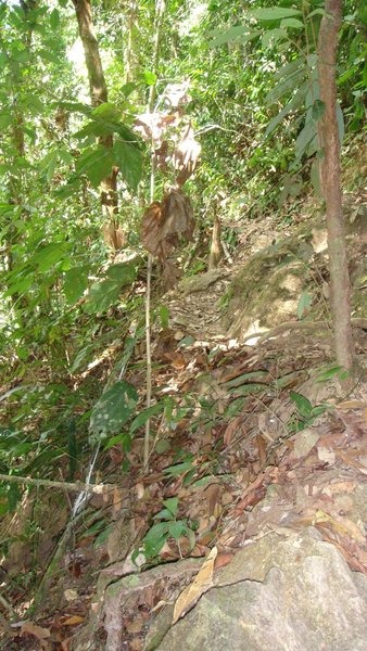 trekking in the jungle at your own risk!