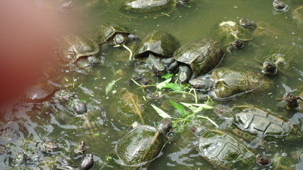Turtles in underground market