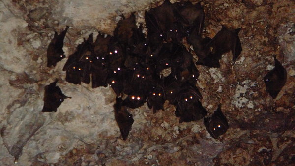 In the cave with the bats