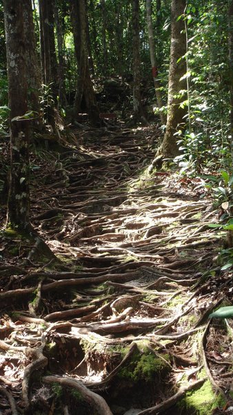 Bako Nature trail in flip flops