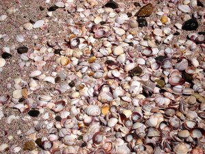 Tiny shells filled the beach :)