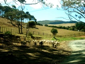 I love the sheep!! So New Zealand!