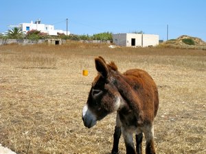 My first Greek donkey... Yassou (hello)