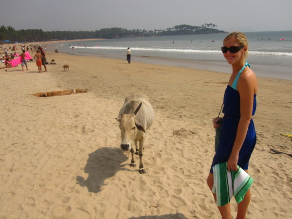 Yup, cows on the beach.  Just chillin.