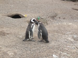 Penguin;s kiss