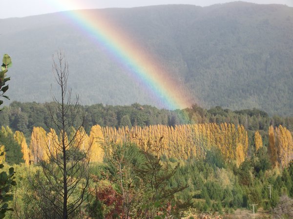 Fall - rainbows and yellow trees