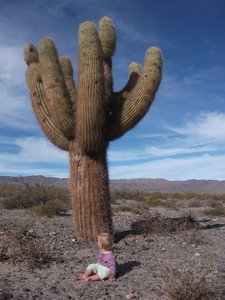 Little Maytal big cactus