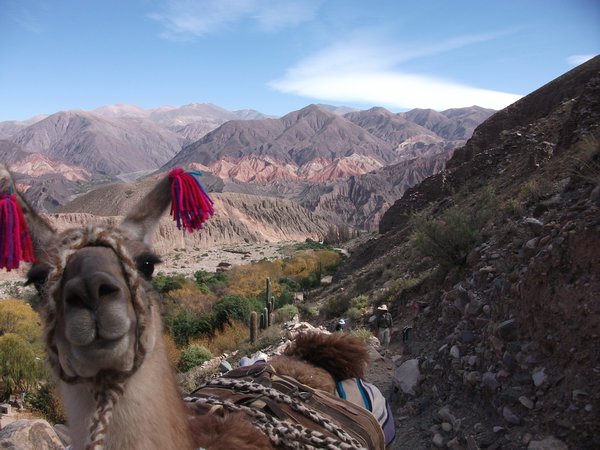 Llama and colors of the desert