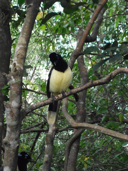 Beautiful bird in Iguazu