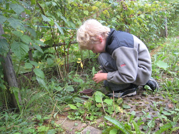 Picking raspberries at the Dacha