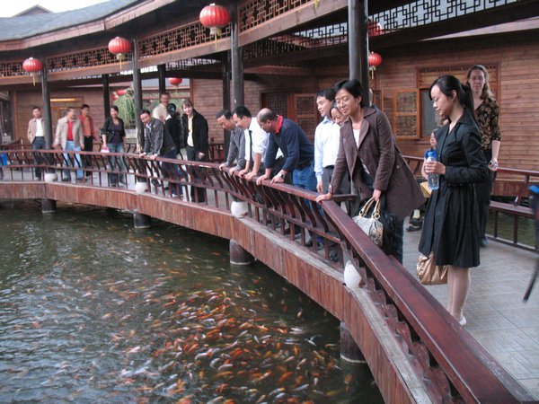 everyone at the restaurant watching the koi