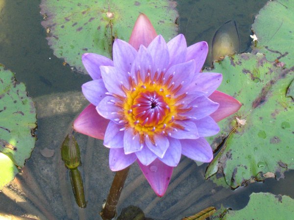 water lily in the gardens