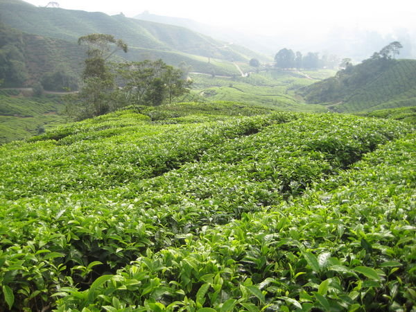 Tea Plantations