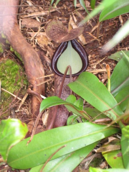 The carnivorous 'pitcher plant'