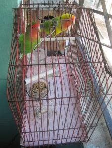 Birdcage, Habana