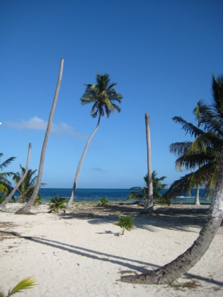Palm Trees, Belize
