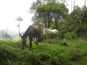 Horses, Valle del Cocora