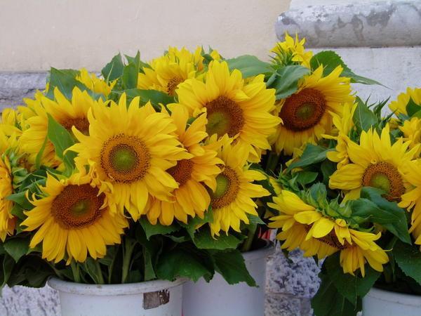 Sunflowers at the market, Ljubljana