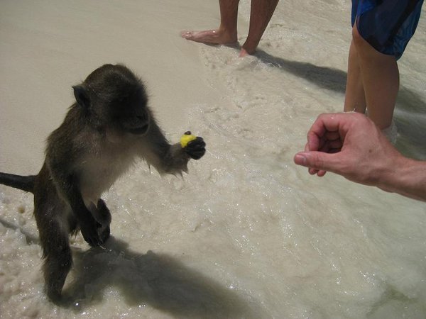 Feeding the Monkeys