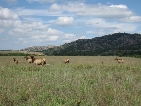 elk herd