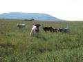 wild longhorn herd